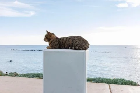 Tabby cat lying in a sphinx-like pose near the sea in Paphos, Cyprus. Medit.. Stock Photos