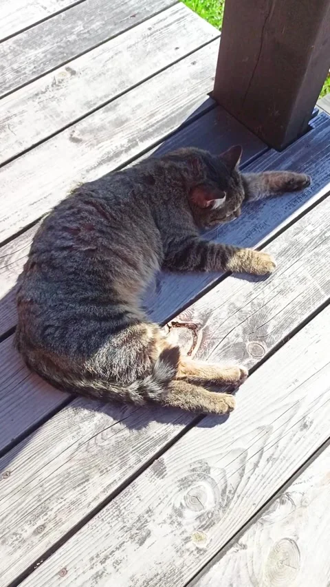 Tabby cat lying stretched on a wooden deck. Stock Footage 343419796