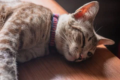 Tabby cat lying on the table Stock Photos