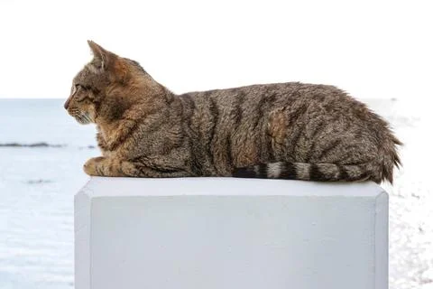 Tabby cat lying on white concrete pedestal by sea in Paphos, Cyprus. Medite.. Stock Photos