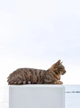 Tabby cat lying on white concrete pedestal by sea in Paphos, Cyprus. Medite.. Stock Photos