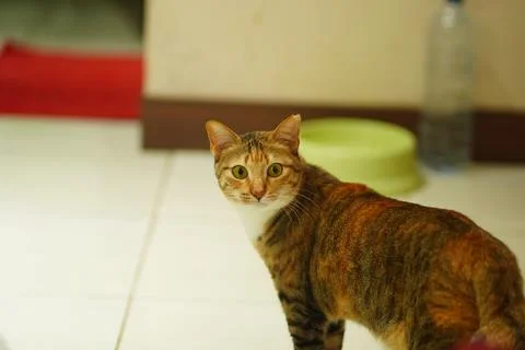 A tabby cat lying on the white floor looking at camera Stock Photos
