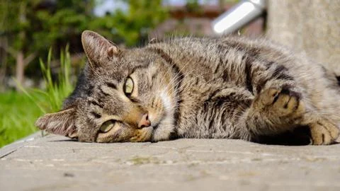 Tabby cat lying in the yard 写真素材