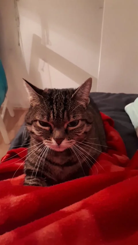 Tabby Cat Making Biscuits on Red Blanket, Cozy Home Pet Video Video stock 332044008