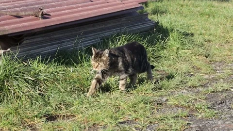 A tabby cat on a meadow Stock Footage 145686711