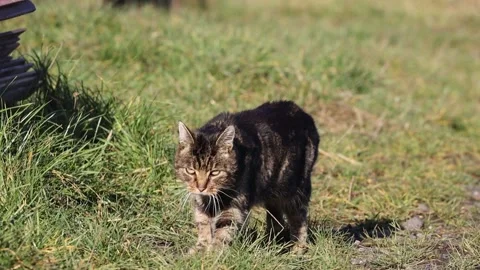 A tabby cat on a meadow Stock Footage 145687229