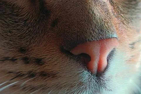 Tabby cat muzzle detail Foto stock