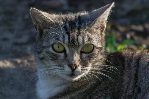 Tabby cat muzzle Stock Photos