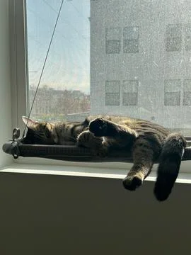 Tabby Cat Napping in Sunlight on a Window Perch in a Modern Apartment Stock Photos