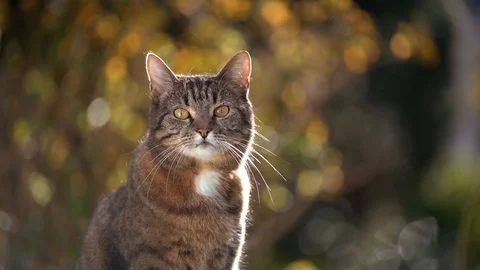 Tabby cat in nature Stockbeeldmateriaal 128701234