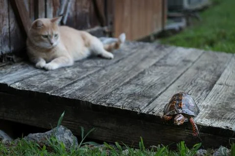 Tabby Cat Observing Eastern Box Turtle Slowly Walking Away Stock Photos