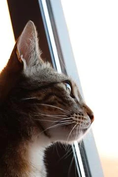 Tabby cat observing outside through sunny window Stock Photos