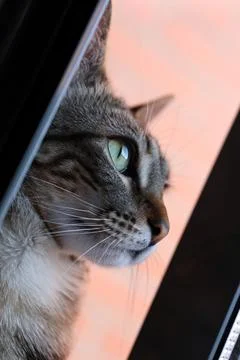 Tabby cat observing through window showing curiosity Fotos de archivo