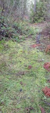 Tabby cat outside in forest clearing meadow Stock-Fotos