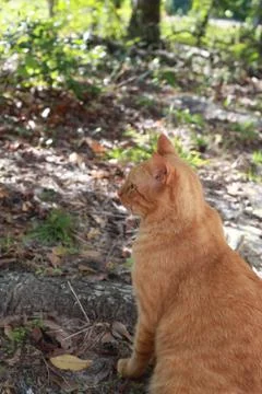 Tabby Cat Outside Stock Photos