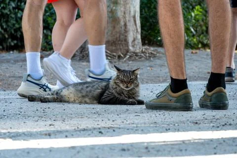 Tabby cat on path among walking people Photos