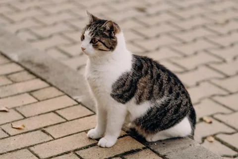 Tabby Cat on Paved Path Stock Photos