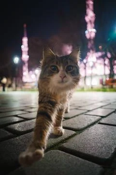 Tabby Cat on Paved Surface with Illuminated Minarets at Night Stock Photos
