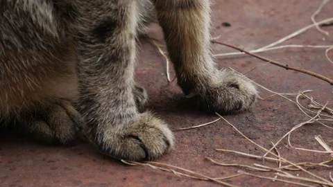 Tabby Cat Paws Close-up: Striped Feline Legs Stock Footage 325694874