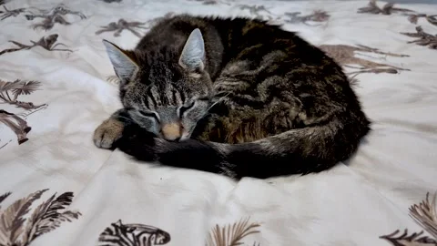 Tabby cat peacefully sleeping on safari patterned bed Stock Footage 333718928