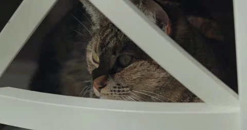 Tabby cat peeking through a white wooden chair Stock Footage 329004512