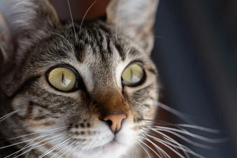Tabby cat peering through window with curious eyes Stock Photos