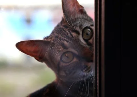 Tabby cat peering through window with curious eyes 库存照片