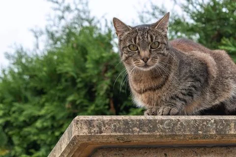 Tabby Cat Perched Stone Ledge Greenery Background Stock Photos