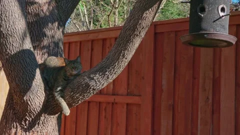 Tabby cat perches on a tree branch near a bird feeder Stock-Footage 329906203
