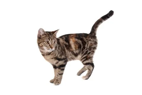 Tabby cat Stock Photos