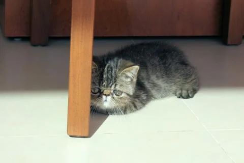 Tabby Cat Stock Photos