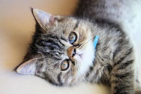 Tabby Cat Stock Photos