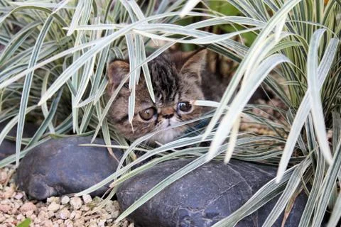 Tabby Cat Stock Photos