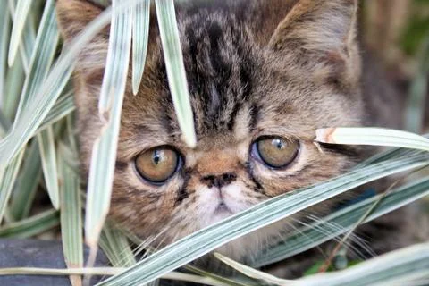 Tabby Cat Foto stock