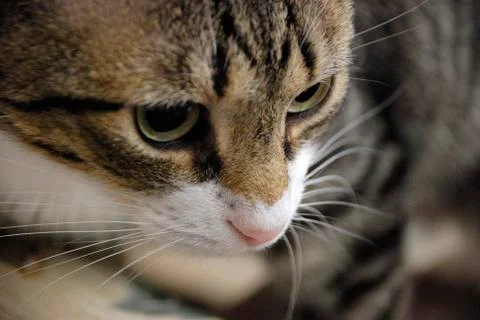 Tabby cat the Stock Photos