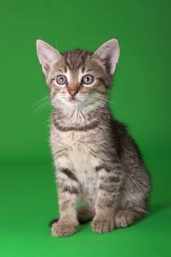 Tabby cat Stock Photos