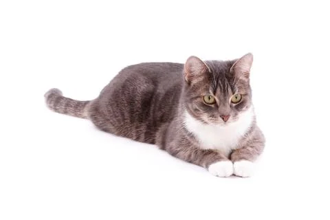 Tabby cat Stock Photos