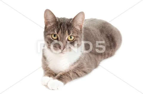 Tabby cat Stock Photos