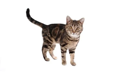 Tabby Cat Stock Photos