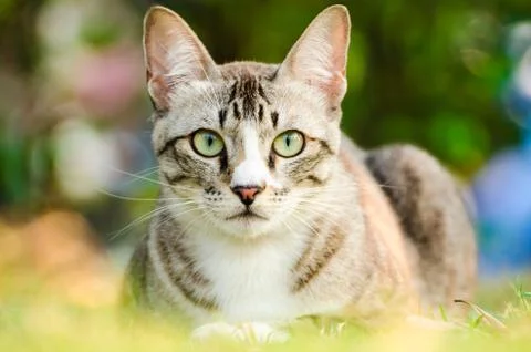 Tabby cat Stock Photos