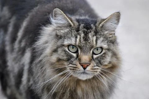 Tabby cat Stock Photos