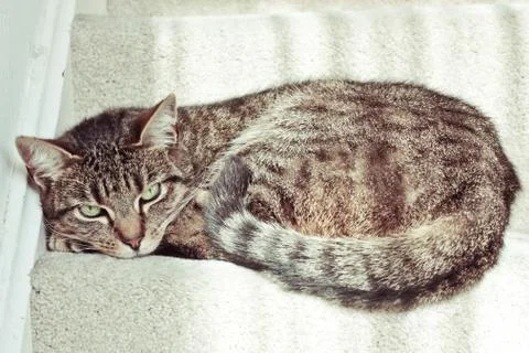 Tabby cat Stock Photos