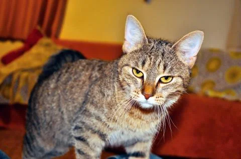 Tabby cat Stock Photos