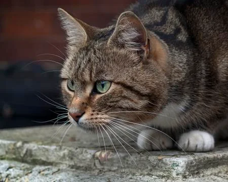 Tabby Cat Foto stock