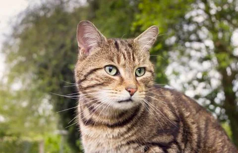 Tabby cat Stock Photos