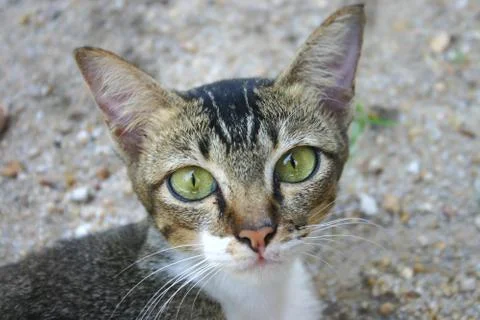 Tabby Cat Stock Photos
