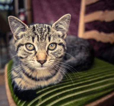 Tabby Cat Foto stock