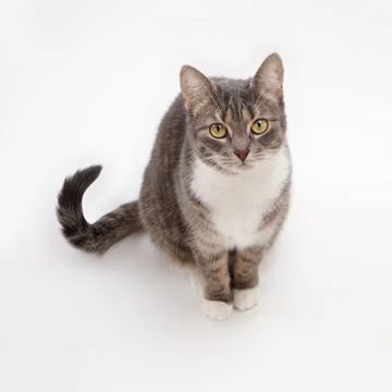 Tabby cat Stock Photos