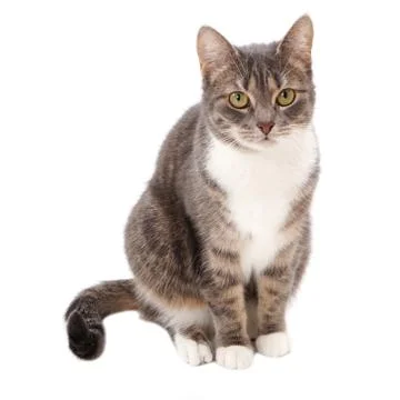 Tabby cat Stock Photos