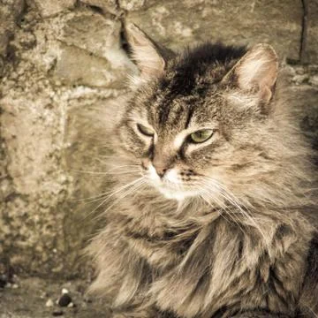 Tabby cat Foto stock